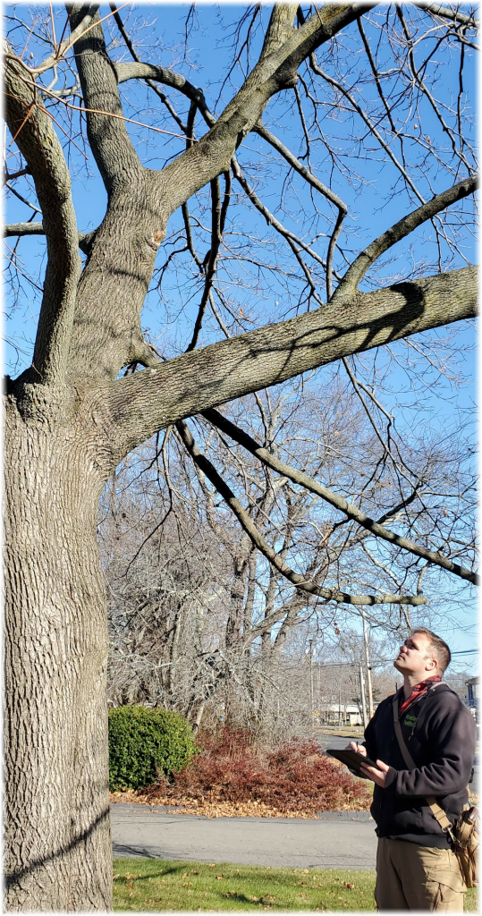 Tree Risk Assessments Woodland TreeWorks LLC